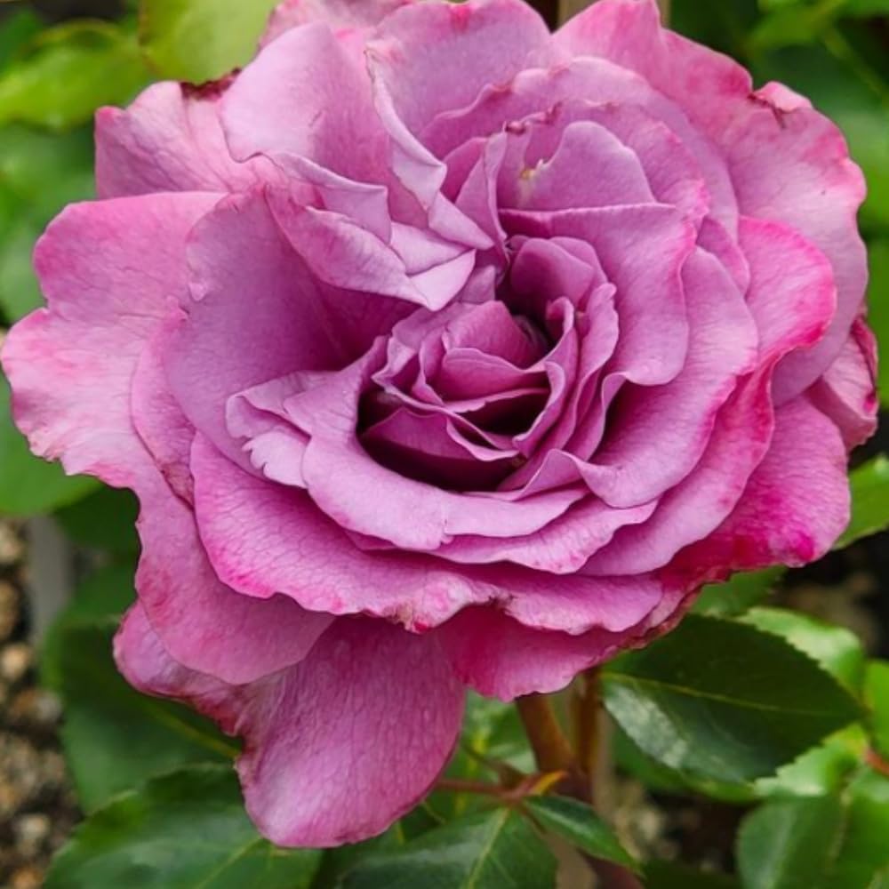 Amazon.com : Rose Bush Live Plant - Climbing Rose Plant Live